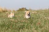 CORGI PEMBROKE 117